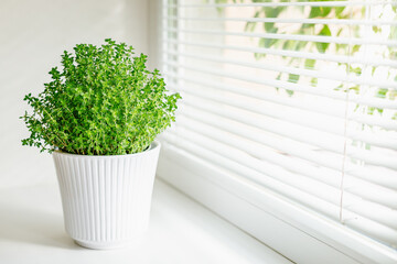 A vibrant soleirolia plant growing in a white ribbed pot, set on a windowsill