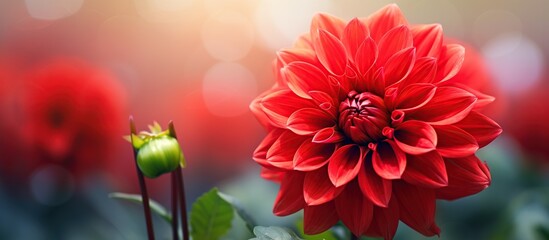 Close up red dahlia flower. Macro image of red dahlia flower in fresh blossom at the field. Selective focus with smooth bokeh background.