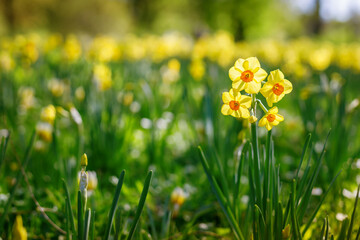 Yellow narcissus flowers flourishing in green grass, illustrating the splendor of the spring season