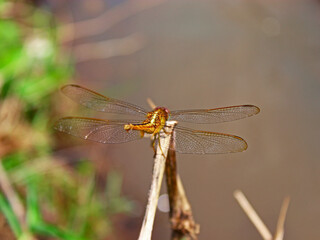 A golden dragonfly perched on a twig against background of irrigation. 