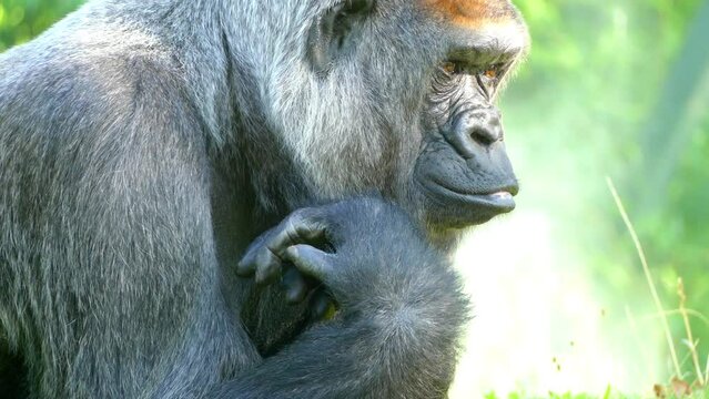 western lowland gorilla