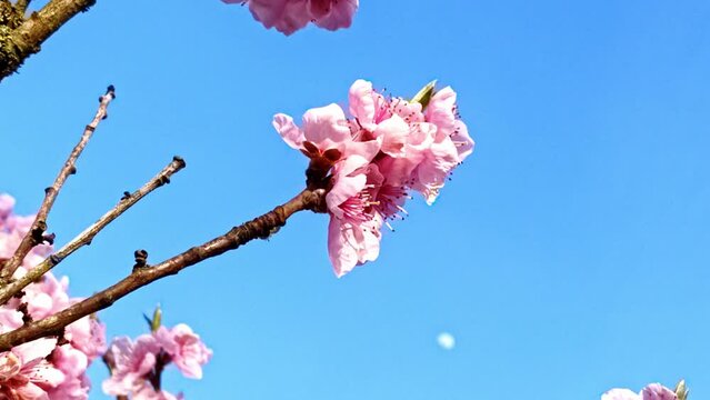 fleissige Biene sammelt Nektar an pinken Obstbaumbl&uuml;ten im Fr&uuml;hling, Nektarinenbaum, Insekt, Bienen, Best&auml;ubung, fliegen, Honig, Makro, Zeitlupe, Nahaufnahme
