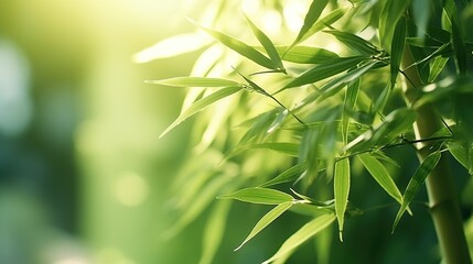 Green bamboo forest with lots and natural light bokeh and blur background. 