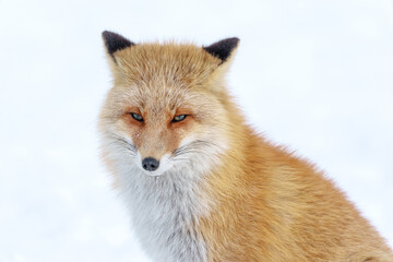 雪原のキタキツネ　北海道三大かわいい動物