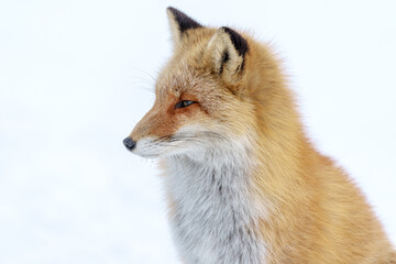 雪原のキタキツネ　北海道三大かわいい動物
