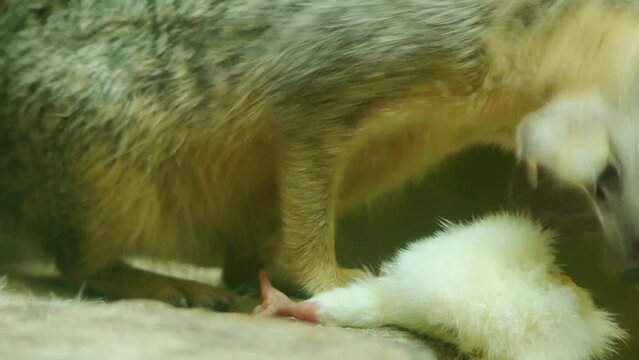 Ring-tailed mongoose (Galidia elegans)