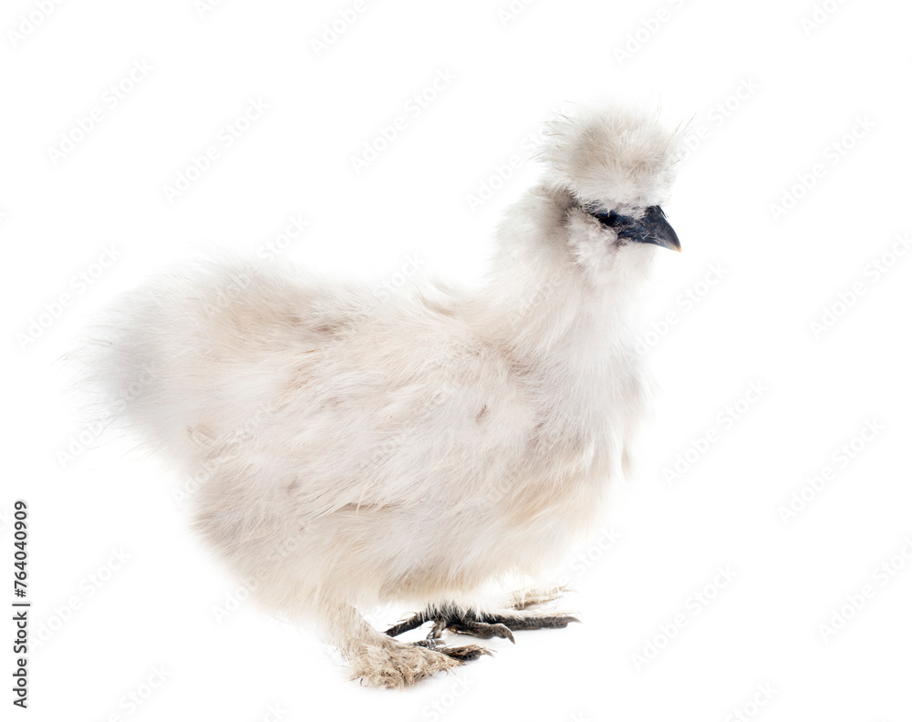 Wall mural white silkie chicken