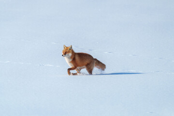 雪原のキタキツネ　北海道三大かわいい動物