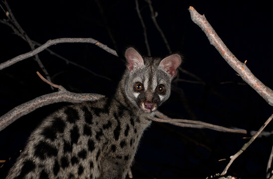 Common genet in studio