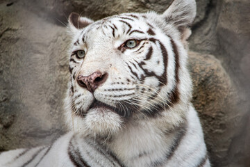ホワイトタイガーはアルビノとは異なり、ベンガルトラの白変種です。