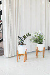 Decoration plant on white pot in minimal room.