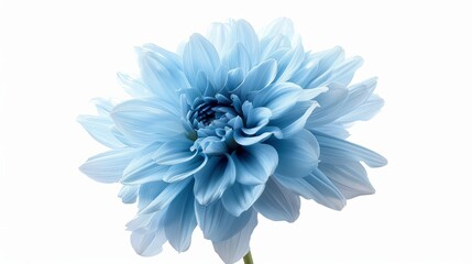 Blue dahlia flower isolated on white, with blurred edges. Close-up of a fluffy, large flower. Ideal for decorations.