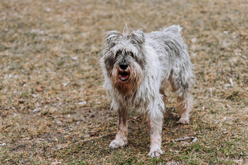 Photo of a beautiful purebred old, gray, overgrown, hairy Miniature Schnauzer dog in nature outdoors. Portrait of a pet on a lawn in the forest.