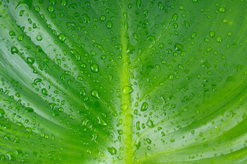 Close-up rain drops on green leaf, water and nature background.