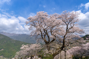 Obraz premium 仁淀川町のひょうたん桜