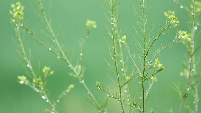Descurainia sophia is member of family Brassicaceae. It is flixweed, herb-Sophia and tansy mustard. It reproduces by seeds. It is dominant weed in brown prairie and black prairie soils of Alberta.