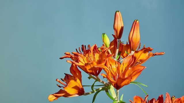 Lilium bulbiferum, common names orange lor fire lily, Jimmy's Bane and tiger lily, is a herbaceous European lily with underground bulbs, belonging to the Liliaceae.