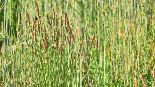 Alopecurus aequalis is common species of grass known as shortawn foxtail or orange foxtail. It is native to much of temperate Northern Hemisphere from Eurasia to North America.