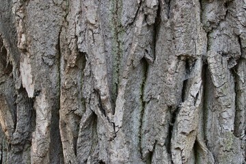 texture, bark of a tree