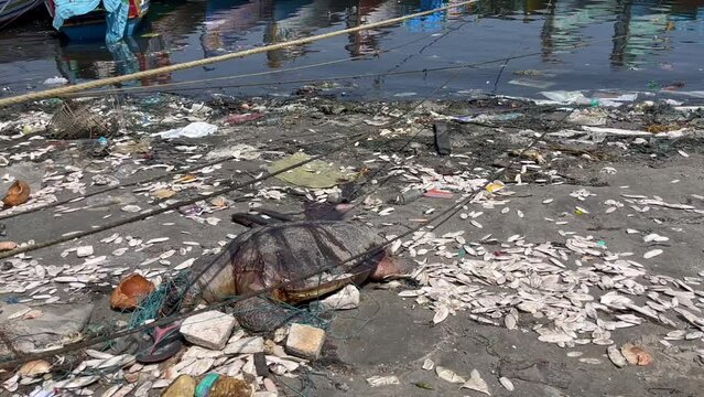Polluted water source by the side of river that has a dead turtle surrounded by plastic waste and other littered objects. Environment pollution