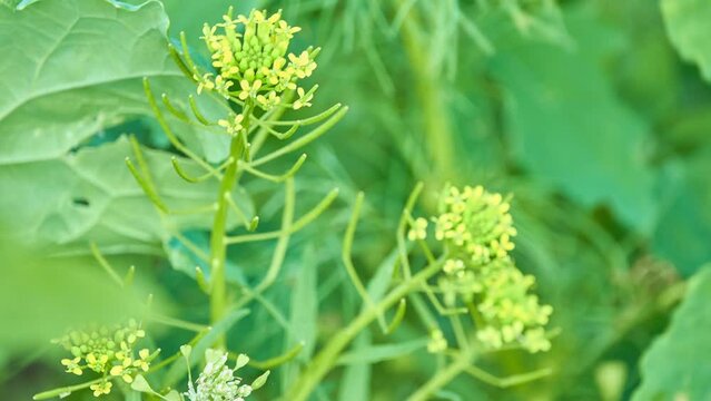 Bunias orientalis, Turkish wartycabbage, warty-cabbage, hill mustard, or Turkish rocket, is plant species in genus Bunias. It is classified as an invasive neophyte in Europe and of America.