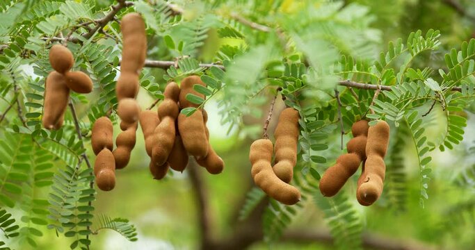 Fresh tamarind fruit with green leaves hanging on tree in agriculture land, close up. High definition shot at 4K, 60 fps video footage.