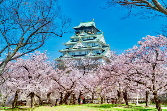 大阪城 西の丸庭園の桜 cherry blossoms Osaka castle Nishino-maru Park