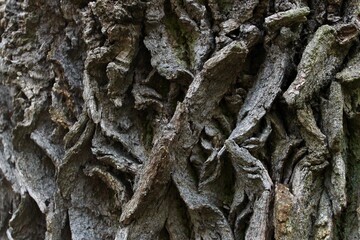 tree texture, bark of a tree