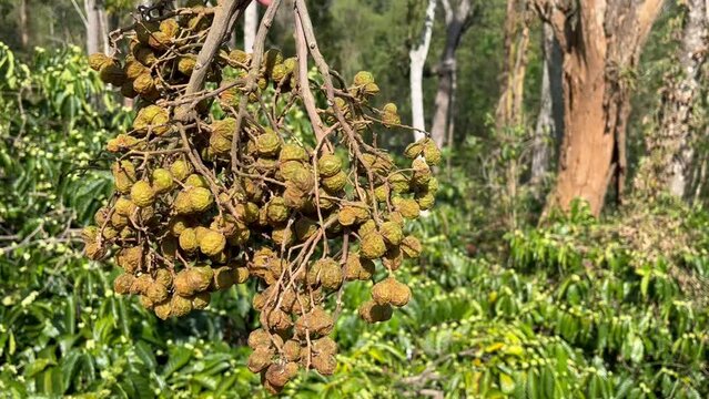 Soap nuts or soapberry bunch freshly harvested from its tree held in the hand on a nature background, Soapnuts produce foam alternative to soap