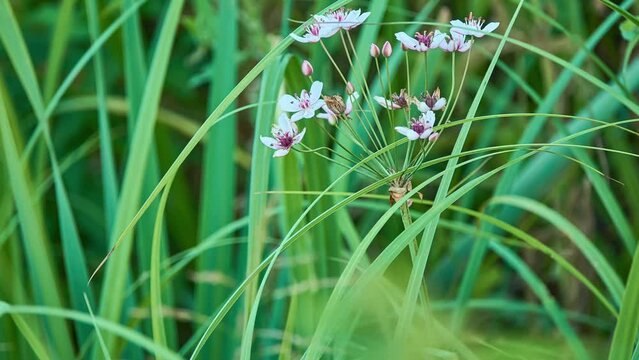 Butomus umbellatus is Old World Palearctic and Asian plant species in family Butomaceae. It is flowering rush or grass rush.