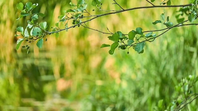 Alnus glutinosa, common, black, European black or just alder, is species of tree in family Betulaceae, native to most of Europe, southwest Asia and northern Africa.