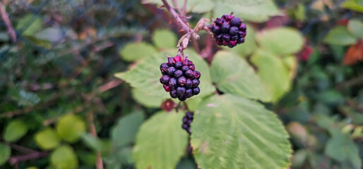 organic blackberries growing on the bush