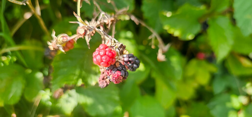 organic blackberries growing on the bush