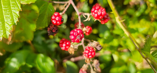 organic blackberries growing on the bush