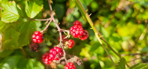 organic blackberries growing on the bush