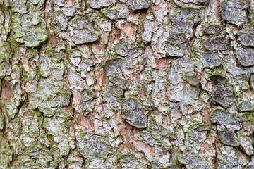 tree texture, bark of a tree