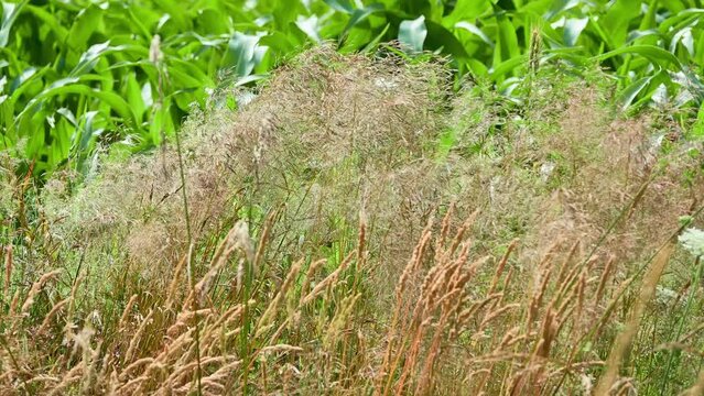 Agrostis capillaris, common or colonial bent, or browntop, is rhizomatous and stoloniferous perennial in grass family (Poaceae). It is native to Eurasia. The green corn grows behind.