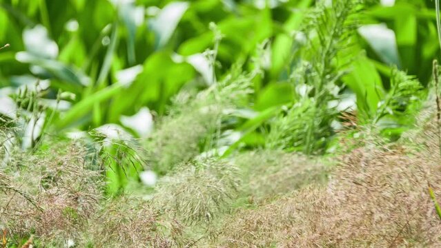 Agrostis capillaris, common or colonial bent, or browntop, is rhizomatous and stoloniferous perennial in grass family (Poaceae). It is native to Eurasia.