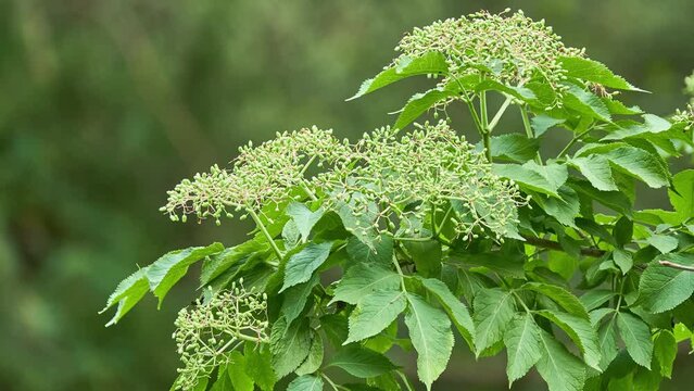 Sambucus nigra is a species complex of flowering plants in the family Adoxaceae native to most of Europe and North America. European black elderberry.