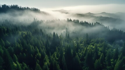 An awe-inspiring aerial view of a Redwood forest in the early morning