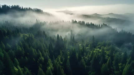 Foto auf Leinwand An awe-inspiring aerial view of a Redwood forest in the early morning © SULAIMAN