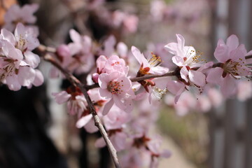 Hersonos día de inicio de primavera 2024 en 玉渊潭公园 Yuyuantan Park. Pekín - China
