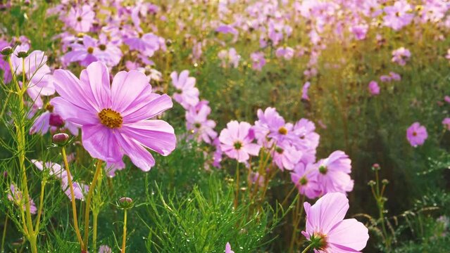 Beautiful purple cosmos flowers at cosmos field in morning sunlight. amazing of cosmos flower field landscape in sunset. nature flower  background.