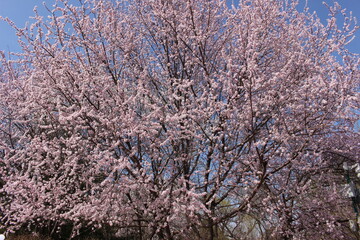Hersonos día de inicio de primavera 2024 en 玉渊潭公园 Yuyuantan Park. Pekín - China