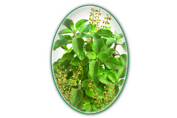 fresh indian Medicinal and hindu religious puja plant green tulsi leaves or holy basil herb Ocimum sanctum also known as Shyama tulsi,Rama tulsi in cutout transparent background,png format - obrazy, fototapety, plakaty
