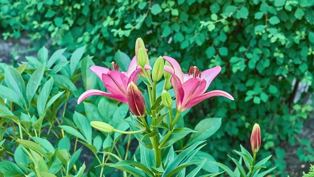 Marlene lily variety bred by cross-pollination of Asiatic and long-flowered lilies. This Asian variety is known primarily for its ability to fasciate, resulting in about 100 flowers blooming on plant.