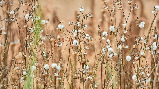 Senecio vulgaris, often known by common names groundsel and old-man-in-the-spring, is flowering plant in daisy family Asteraceae.