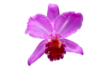 Beautiful Cattleya orchid flowers isolated on transparent background png file
