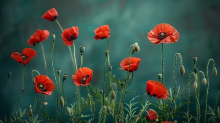Fototapeta premium Vivid scarlet poppies bloom and await their turn.