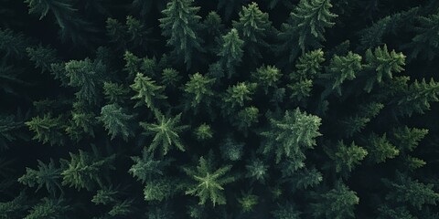 tree tops of a green forest bird's eye view Generative AI